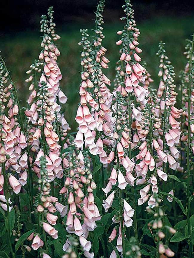 Digitalis Apricot Beauty