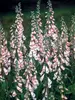 Digitalis Apricot Beauty