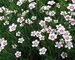 Dianthus Arctic-Fire