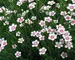 Dianthus Arctic-Fire