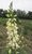 Digitalis Ambigua