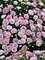 Dianthus Appleblossom Burst