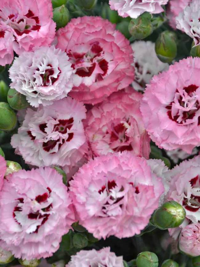 Perennials Appleblossom | Burst Dianthus Bluestone