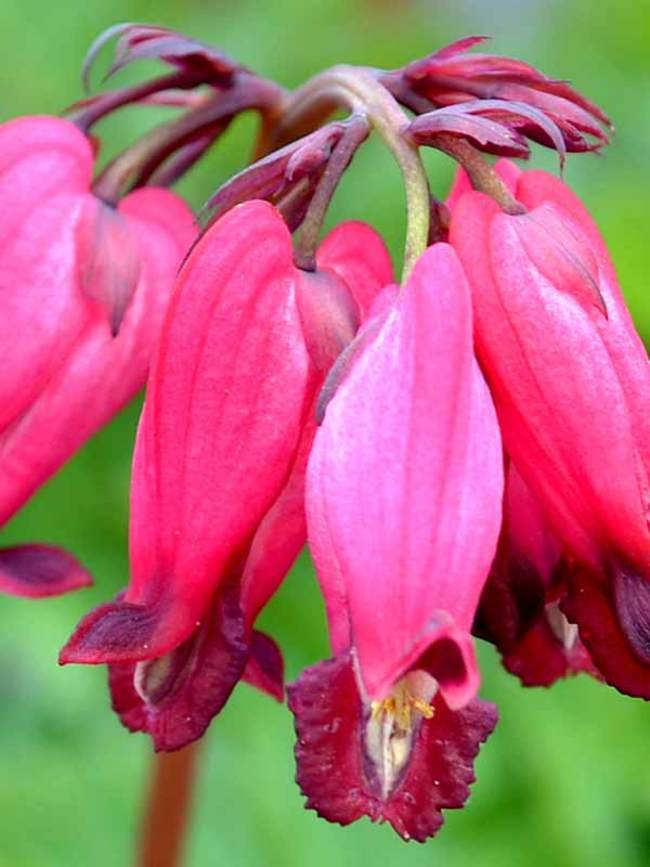 Dicentra Amore Rose