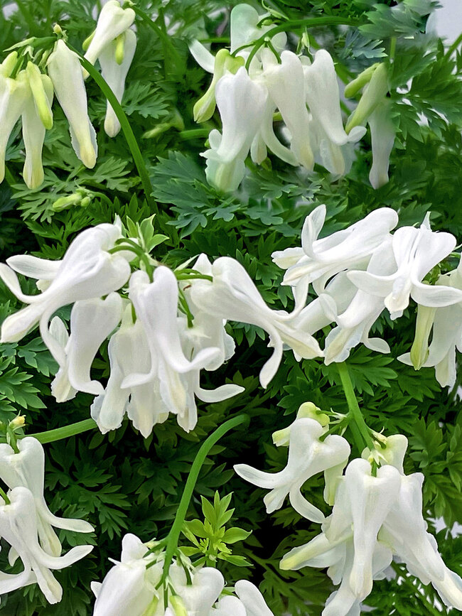 Dicentra Amore Titanium
