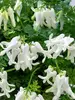 Dicentra Amore Titanium