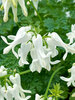 Dicentra Amore Titanium