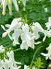 Dicentra Amore Titanium