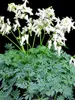 Dicentra Amore Titanium