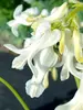 Dicentra Amore Titanium