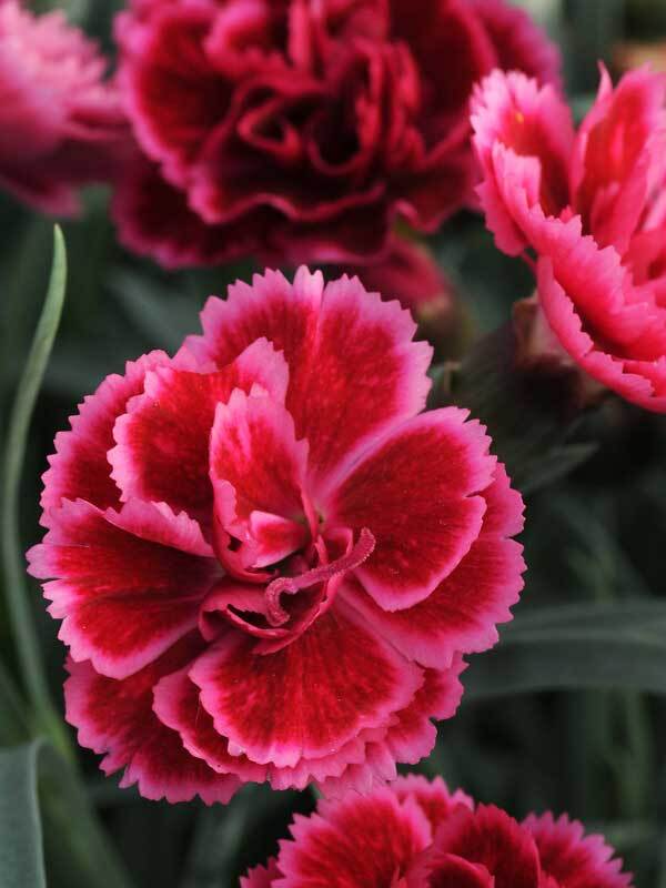 Dianthus Bugundy Blush
