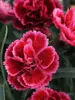 Dianthus Bugundy Blush
