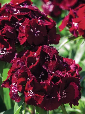 Link to Dianthus Sweet Black Cherry