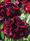 Dianthus Sweet Black Cherry
