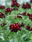 Dianthus Sweet Black Cherry