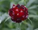 Dianthus Sweet Black Cherry