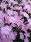 Dianthus Baths-Pink