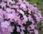 Dianthus Baths-Pink