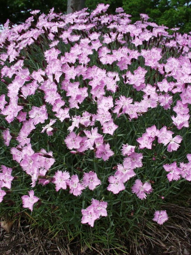Dianthus Bath's Pink Bluestone Perennials