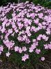 Dianthus Baths-Pink