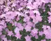 Dianthus Baths-Pink