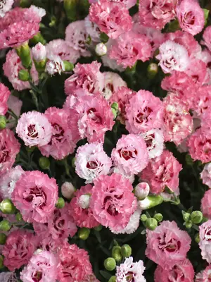 Link to Dianthus Cute As A Button