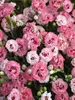 Dianthus Cute As A Button