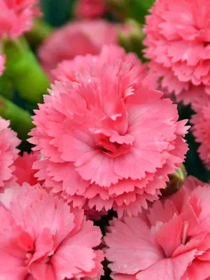 Link to Dianthus Classic Coral
