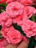 Dianthus Classic Coral