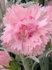 Dianthus Candy Floss