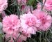 Dianthus Candy Floss