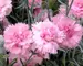 Dianthus Candy Floss