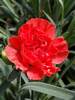 Dianthus Chili