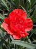 Dianthus Chili