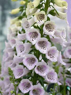 Digitalis / Foxglove | Bluestone Perennials