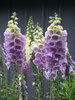 Digitalis Camelot-Lavender