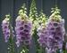 Digitalis Camelot-Lavender