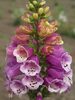 Digitalis Candy Mountain