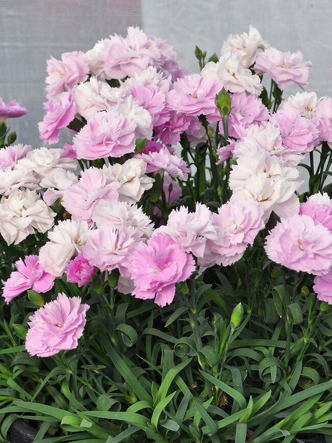 Dianthus Constant Beauty