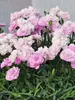 Dianthus Constant Beauty