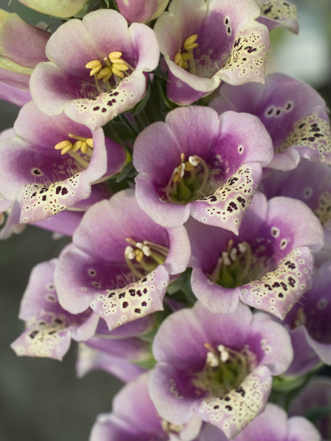 Digitalis Candy Mountain Peach