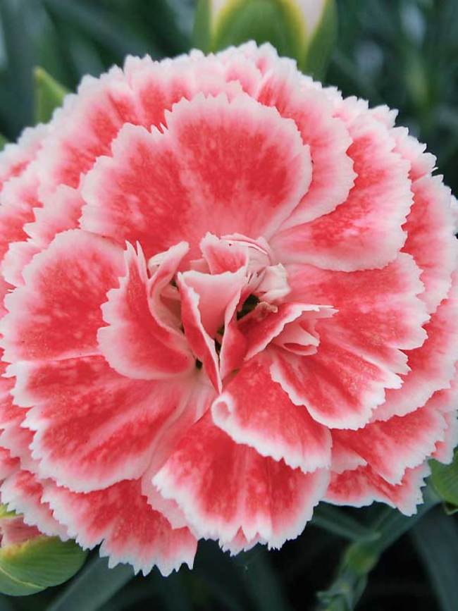 Dianthus Coral Reef