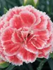 Dianthus Coral Reef