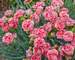 Dianthus Coral Reef