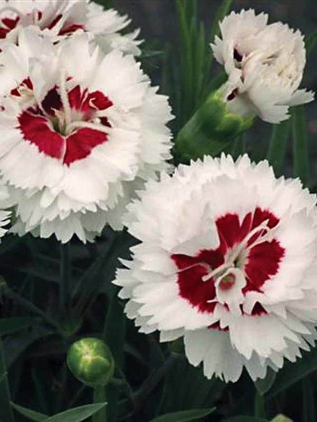 Dianthus Coconut Surprise