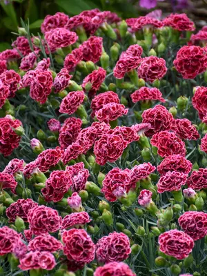 Link to Dianthus Cherry Vanilla
