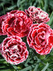 Dianthus Cherry Vanilla