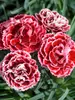 Dianthus Cherry Vanilla