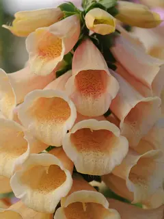 Digitalis