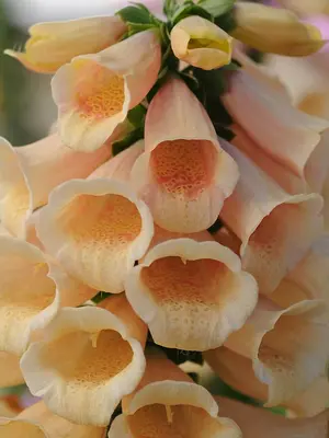 Link to Digitalis Dalmatian Peach